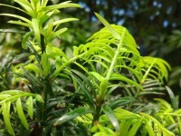 小米5的米音效果如何？（揭秘小米5的音效特点及用户体验）