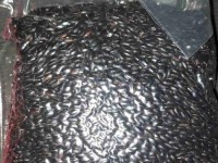 黑米插一手机（探究黑米插一手机的特点与使用心得）