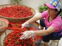 以红辣椒金典怎么样499，一款性价比超高的手机？（探索红辣椒金典499的特点、性能与用户评价）