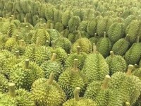 榴莲之所以昂贵的原因（探索榴莲价格居高不下的因素）