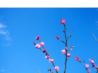 以宾得K5成片如何让摄影更出色（宾得K5，成为你摄影旅程的得力助手）